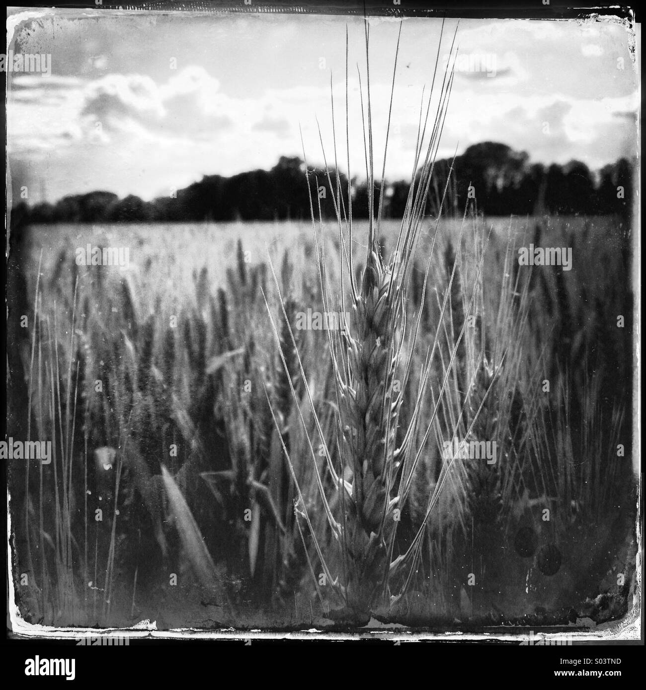 Campo di grano nella campagna umbra vicino a Perugia Foto Stock