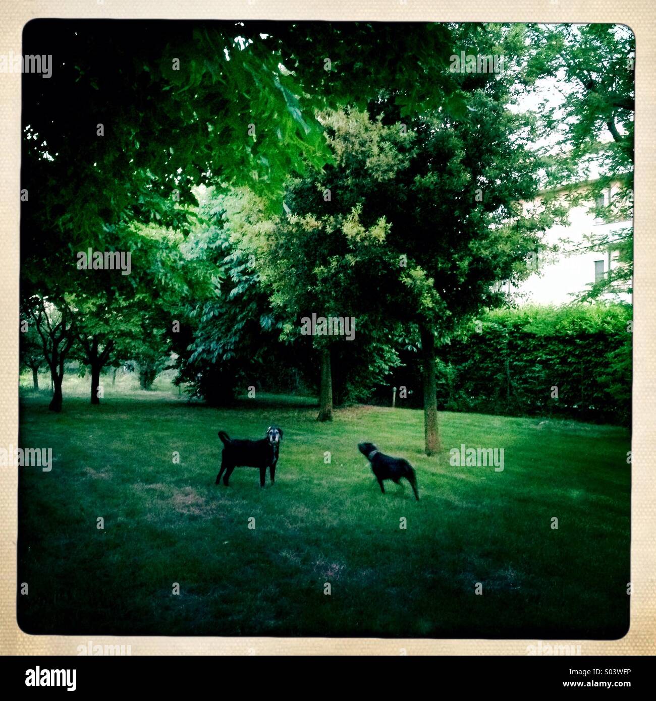 Due cani in un giardino - Immagine stock catturata con smartphone