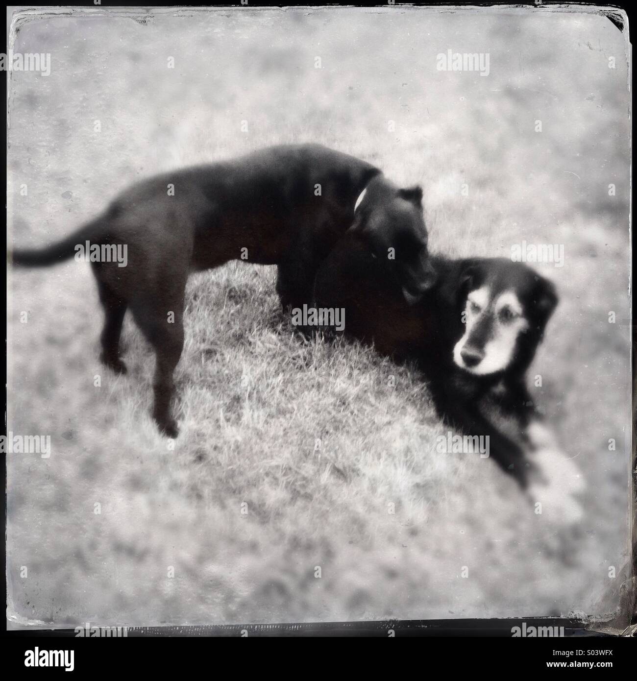 Due cani in un parco - Immagine stock catturata con smartphone