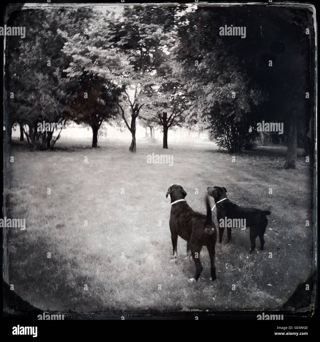 Due cani in un parco - Immagine stock catturata con smartphone