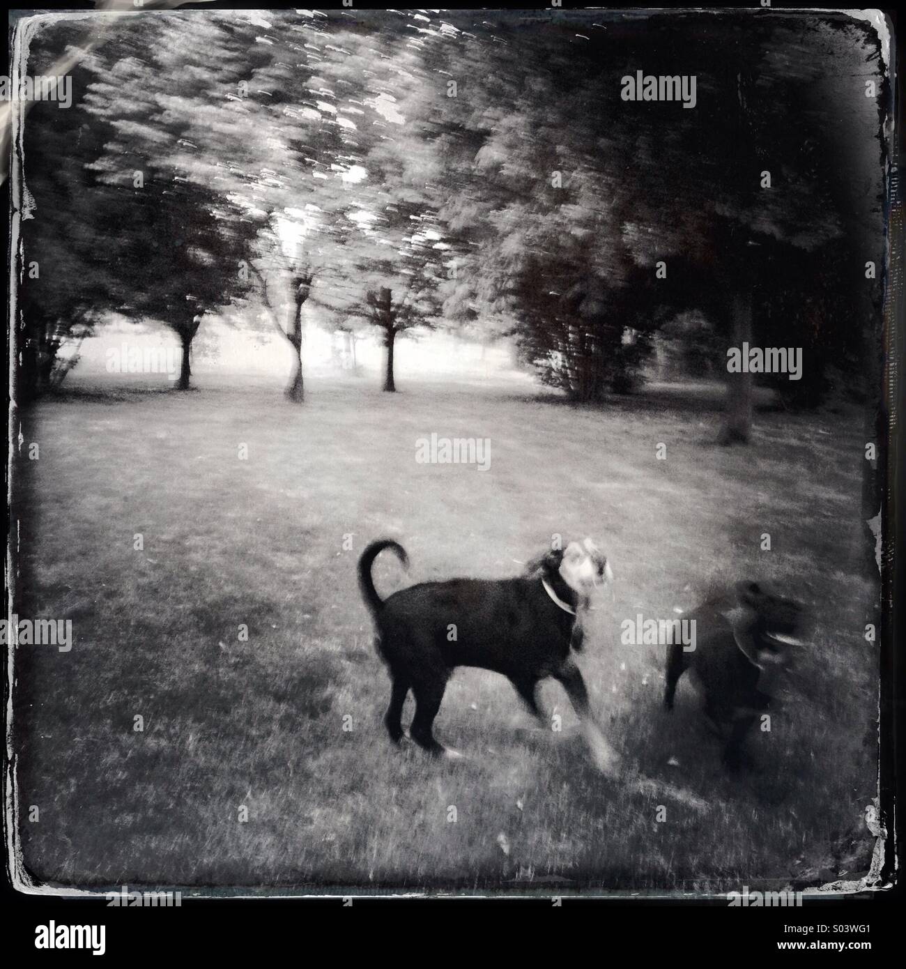 Due cani in un parco - Immagine stock catturata con smartphone