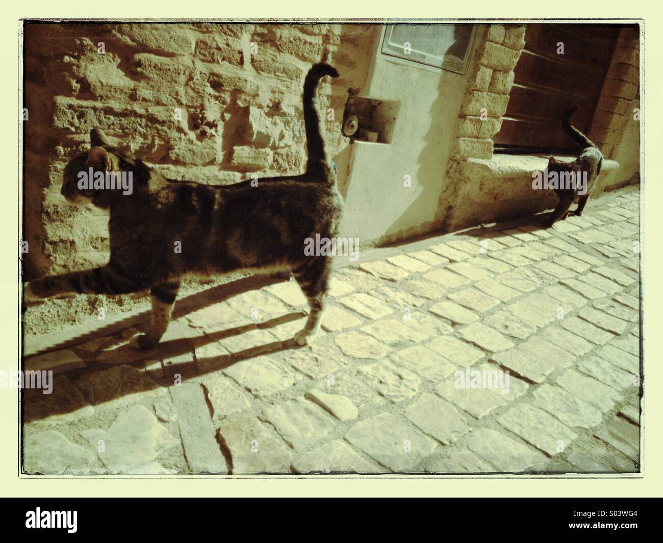 Due gatti a camminare sulla strada lungo la parete Foto Stock