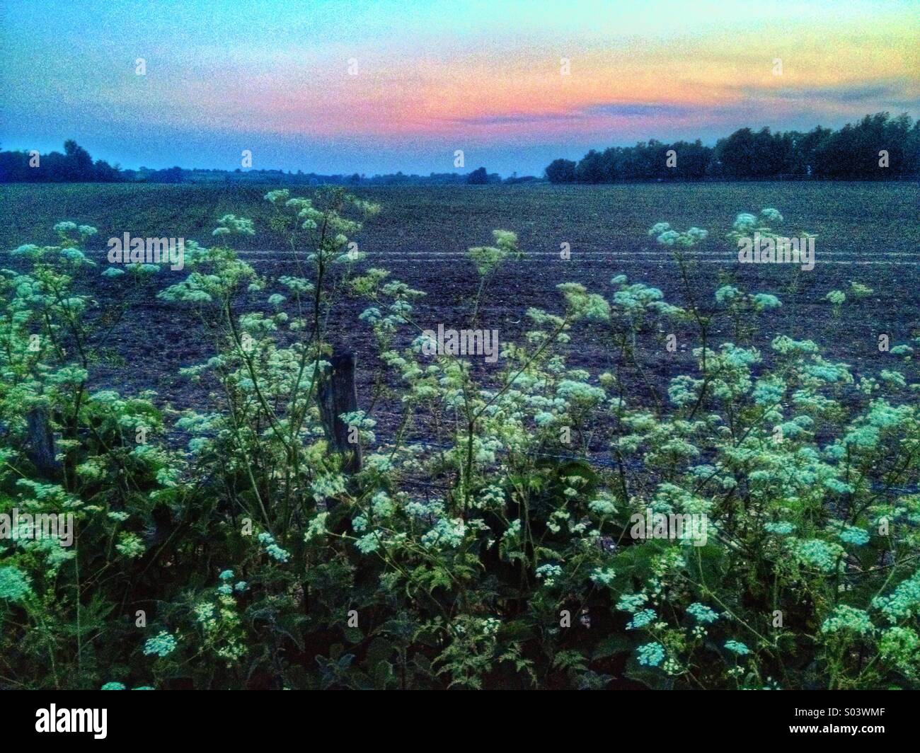 Inizio serata estiva, rurale scena al tramonto Foto Stock