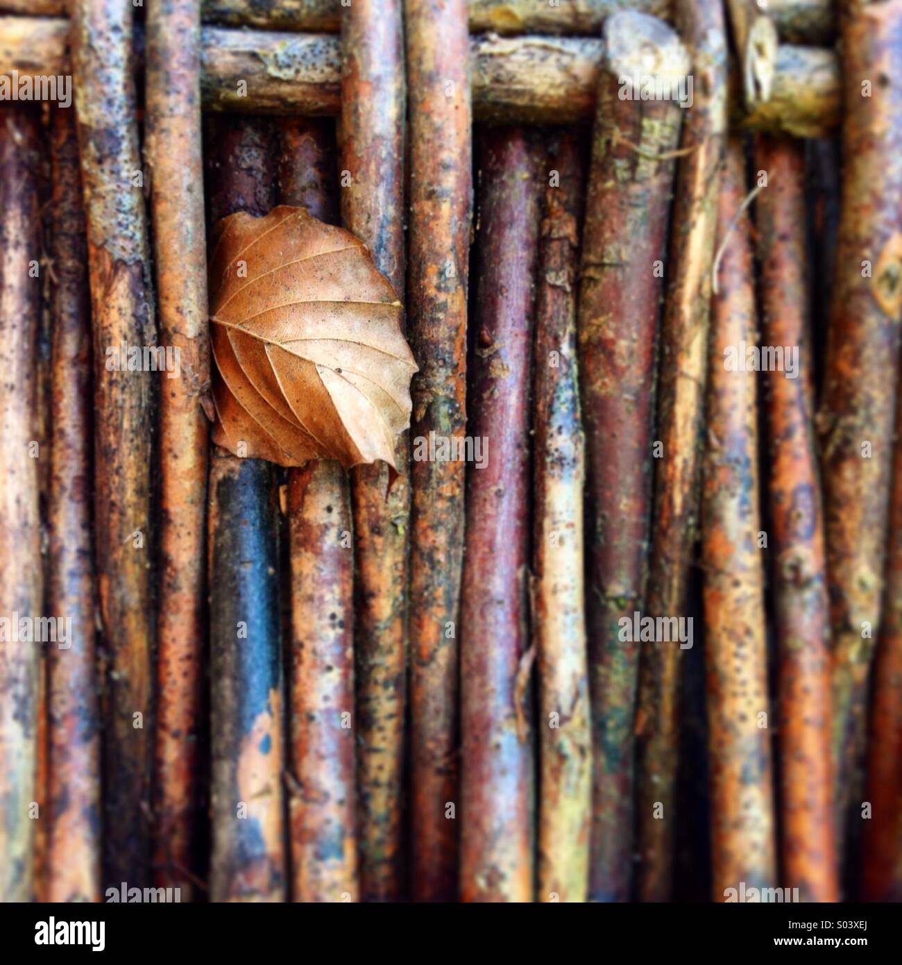 Foglie di betulla su willow ostacolo. Foto Stock