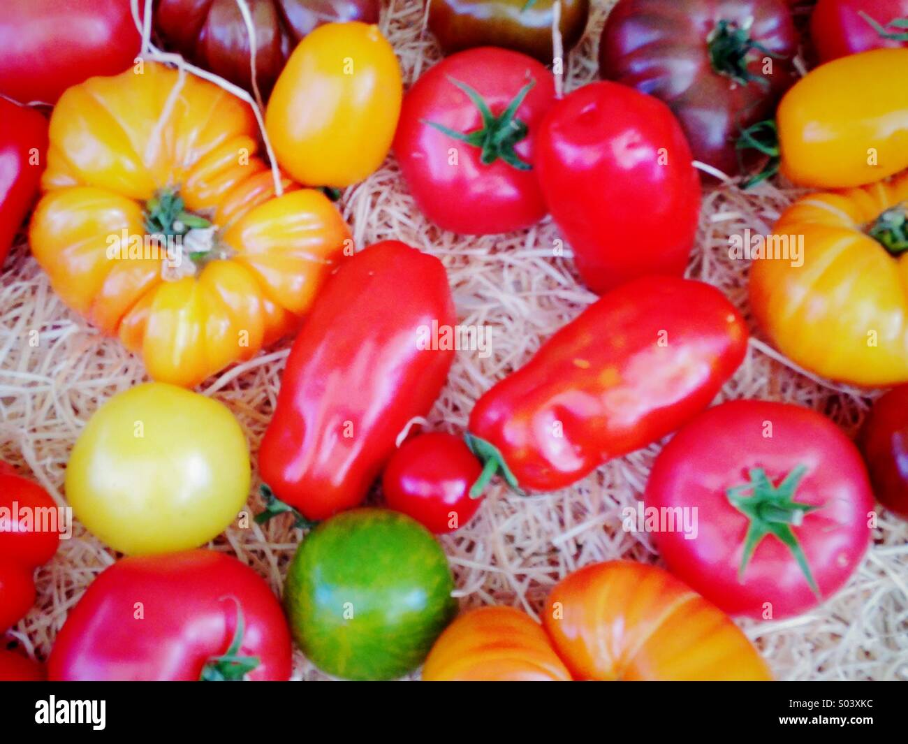 Varietà di pomodori in un mercato agricolo Foto Stock