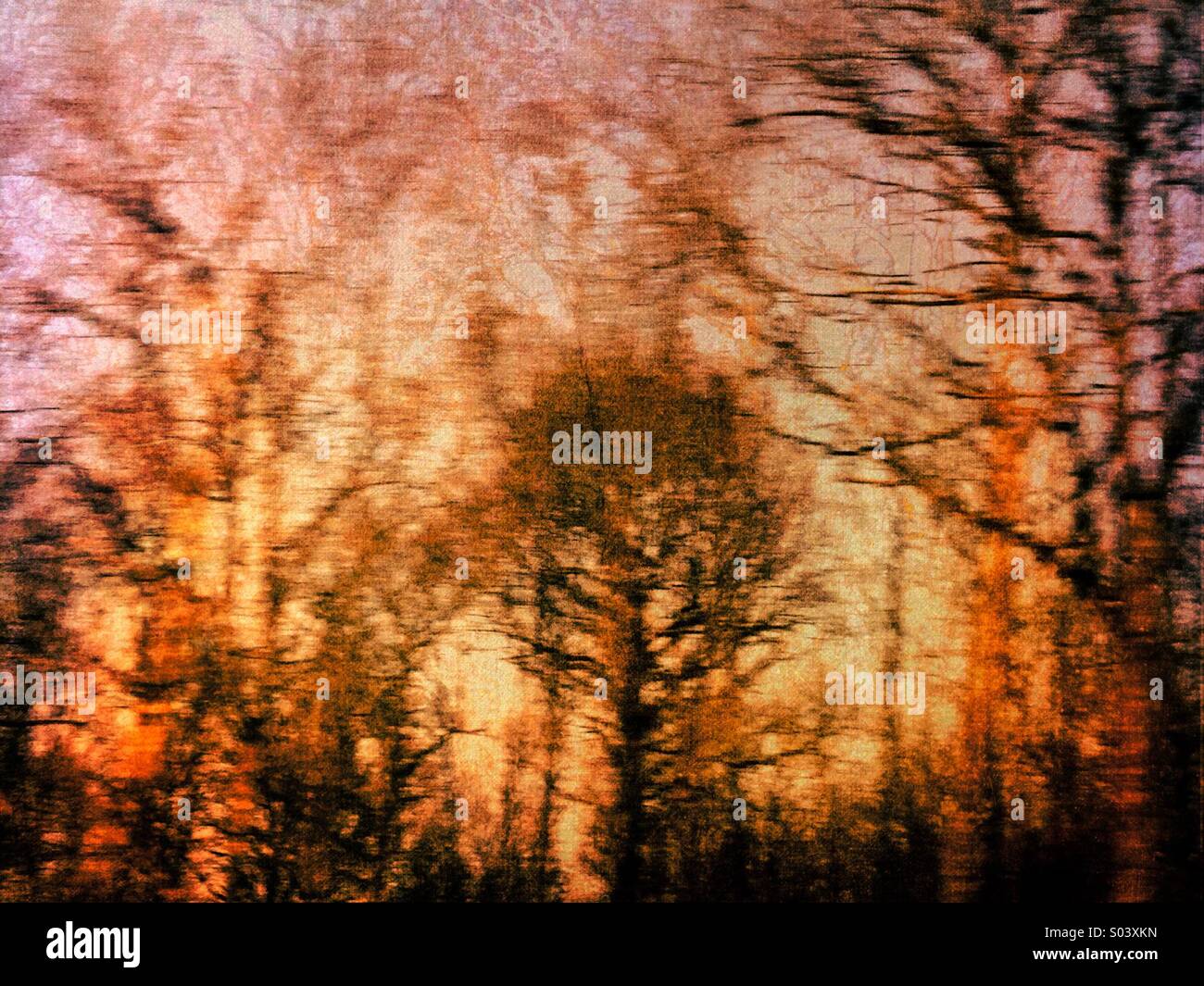 Foresta al tramonto che sembra essere a fuoco Foto Stock