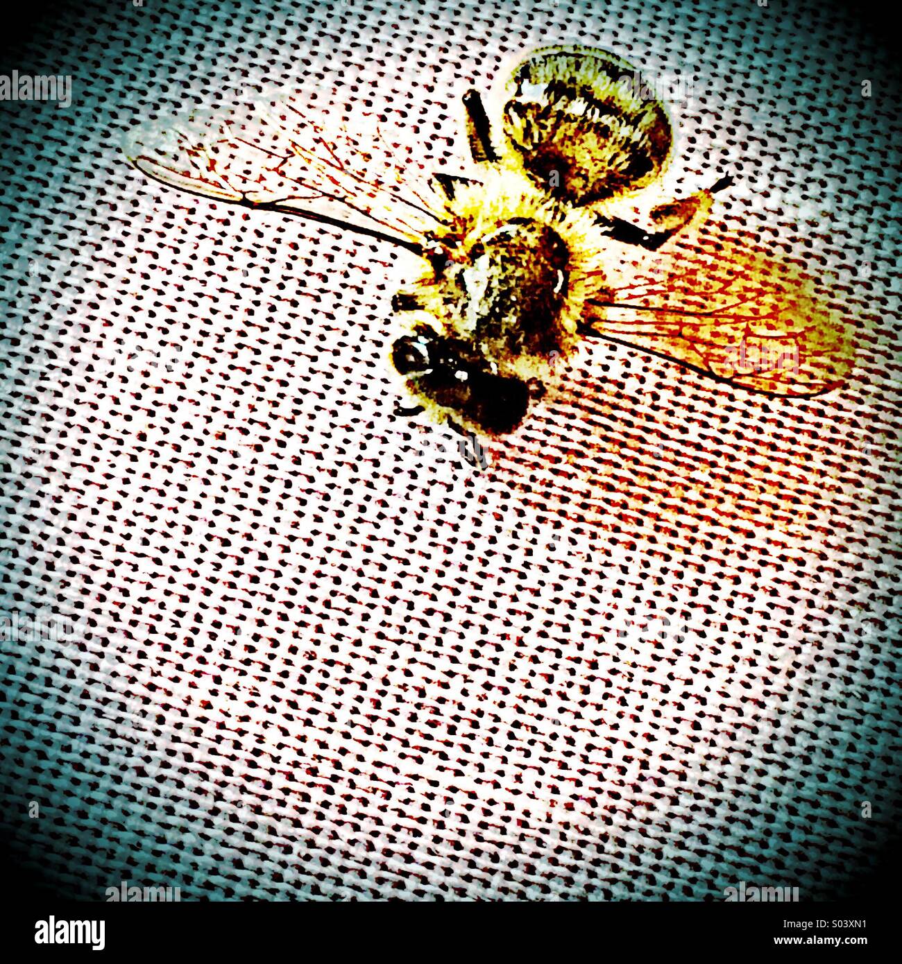 Wasp sul tessuto a trama - Immagine stock catturata con smartphone