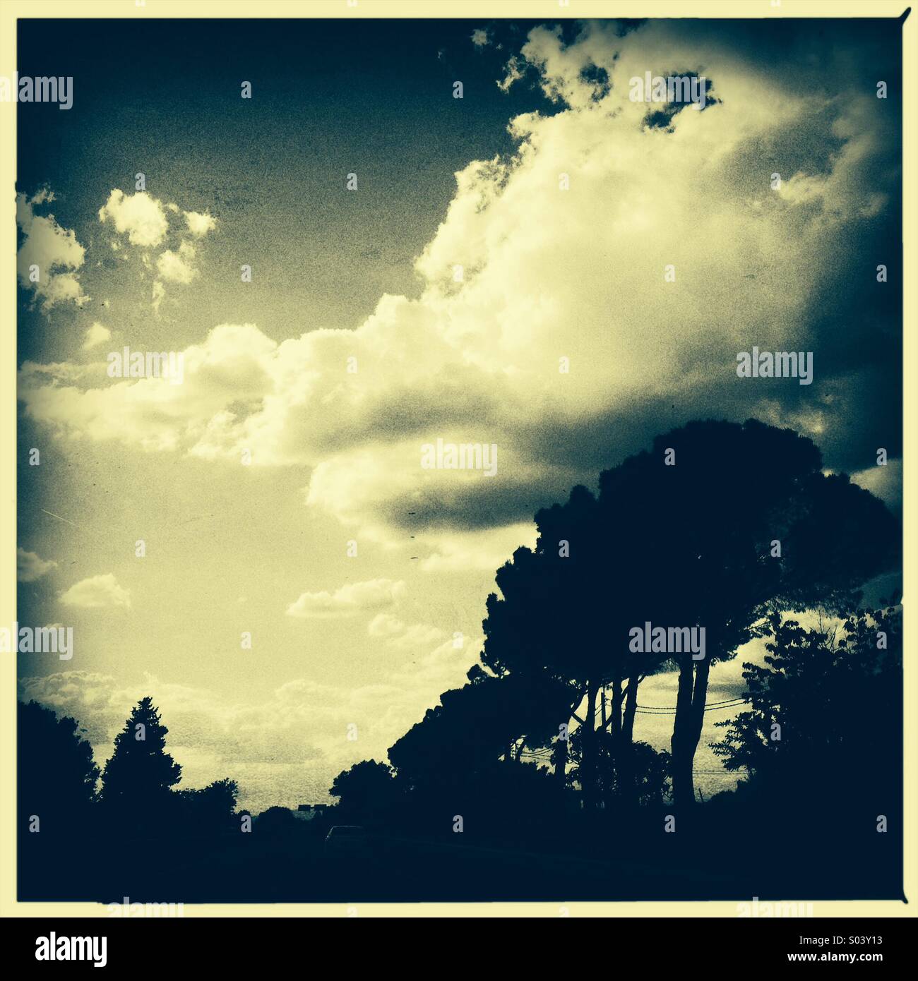 Alberi di pino e nuvole - Immagine stock catturata con smartphone