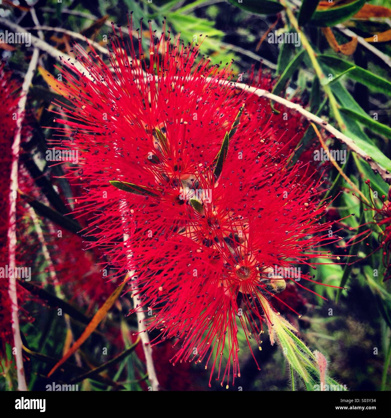 Red stranezza della natura Foto Stock