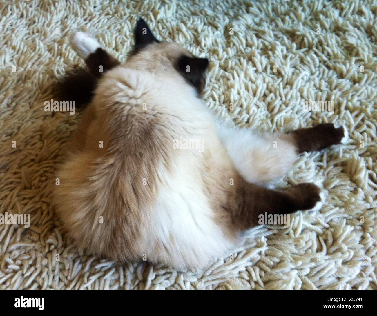 Birman cat stretching animale domestico carino Foto Stock