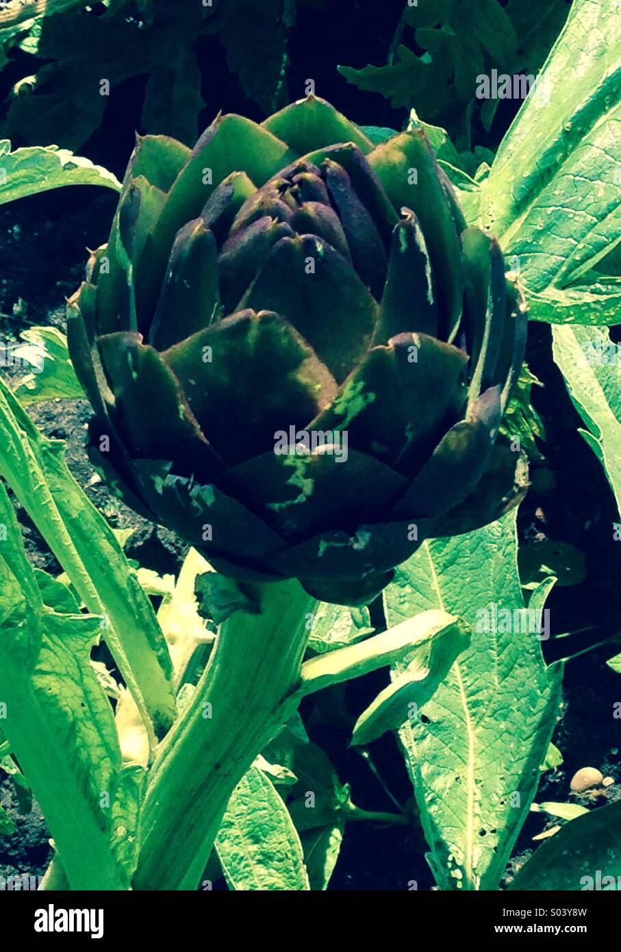 Coltivazione di carciofo in allotment Londra - Immagine stock catturata con smartphone