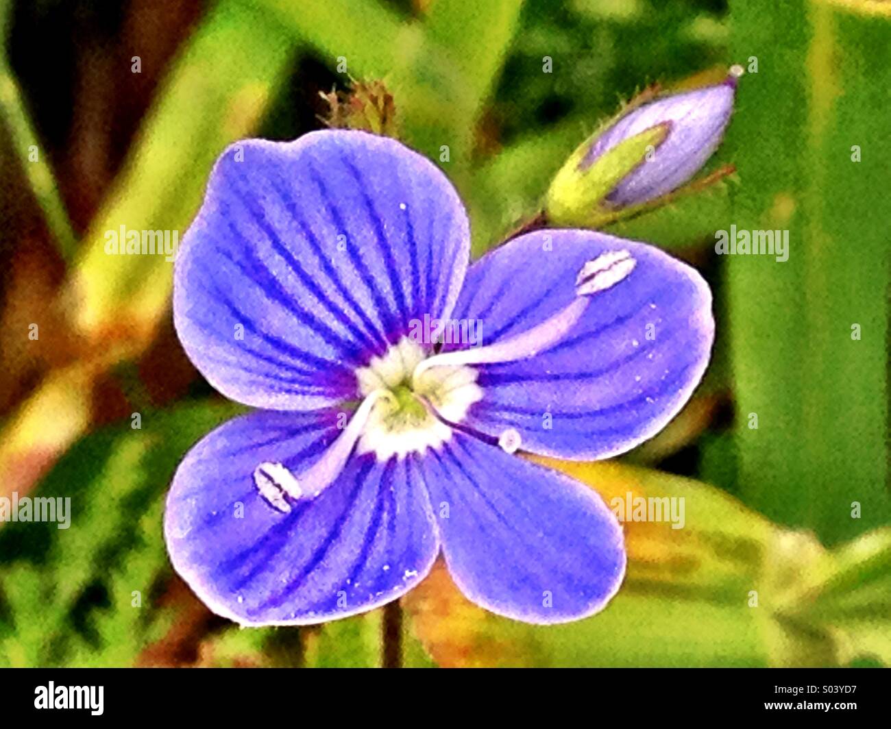 Non ti scordar di me Flower - Immagine stock catturata con smartphone