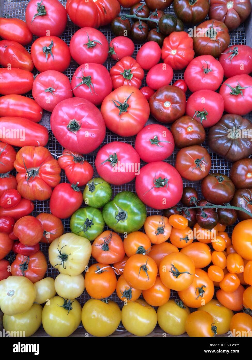 Pomodori patrimonio sul display - Immagine stock catturata con smartphone