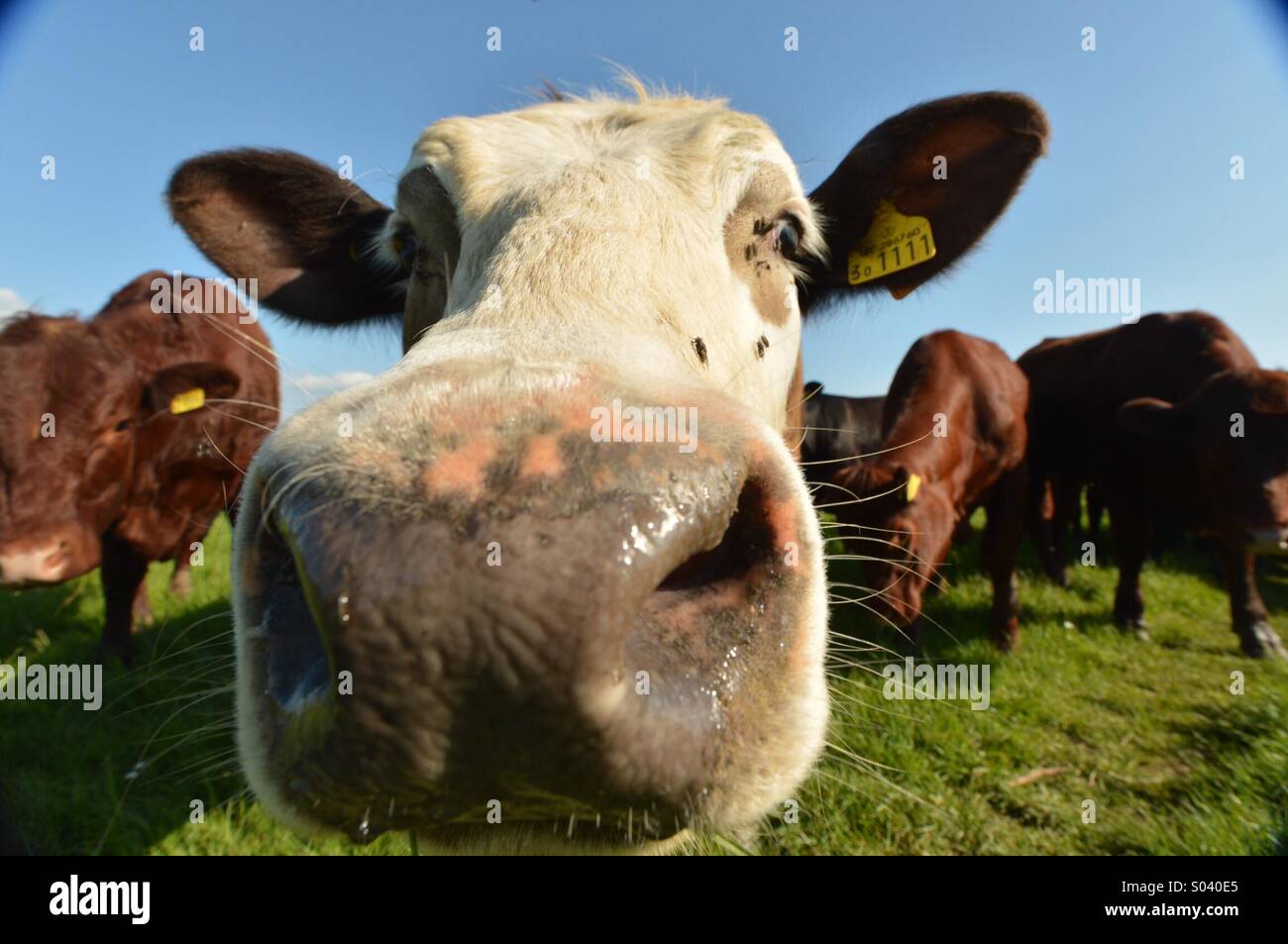 Dammi un bacio! Incontro ravvicinato con la mucca in un campo in Oxfordshire. Foto Stock