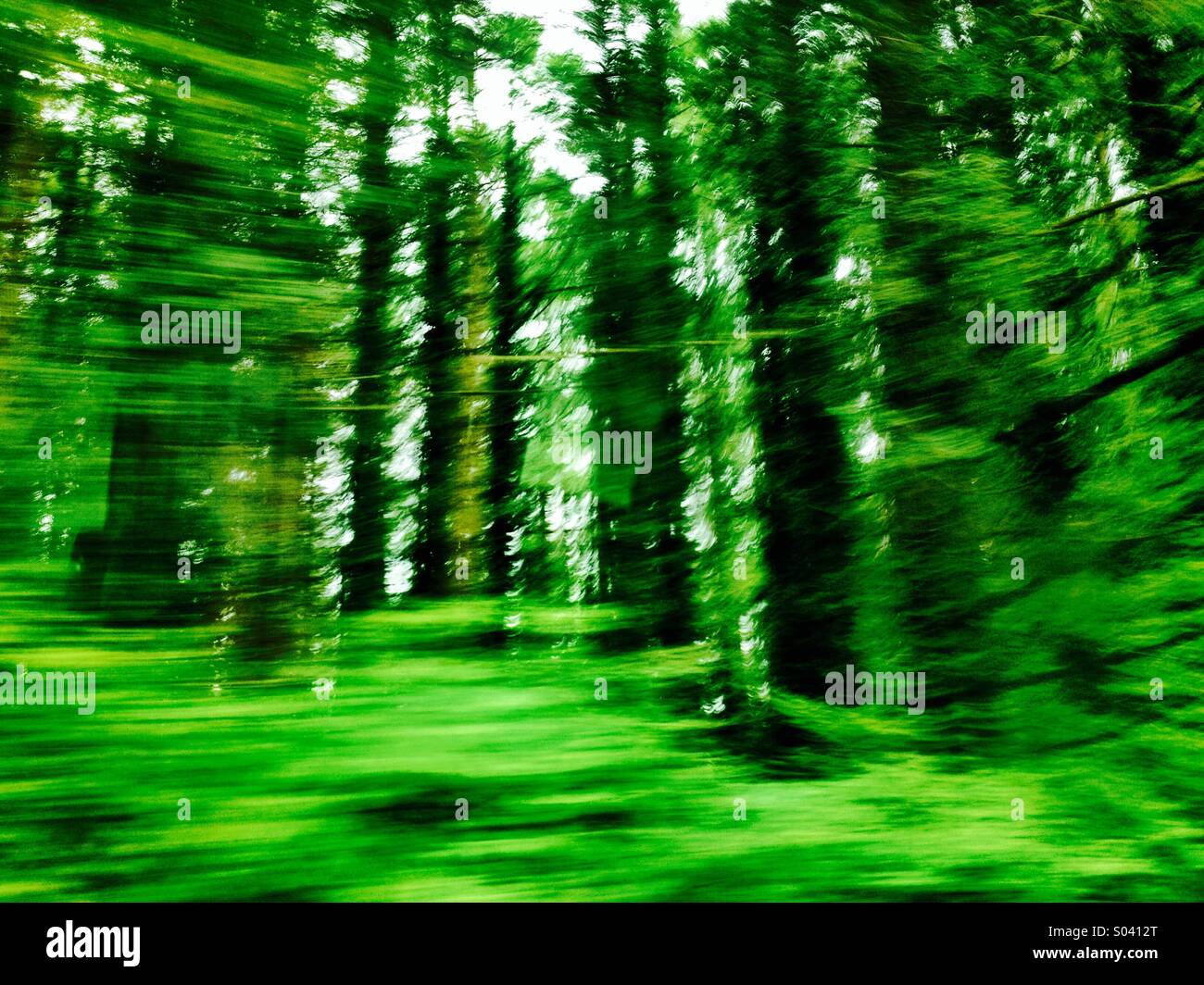 Alberi in movimento Foto Stock