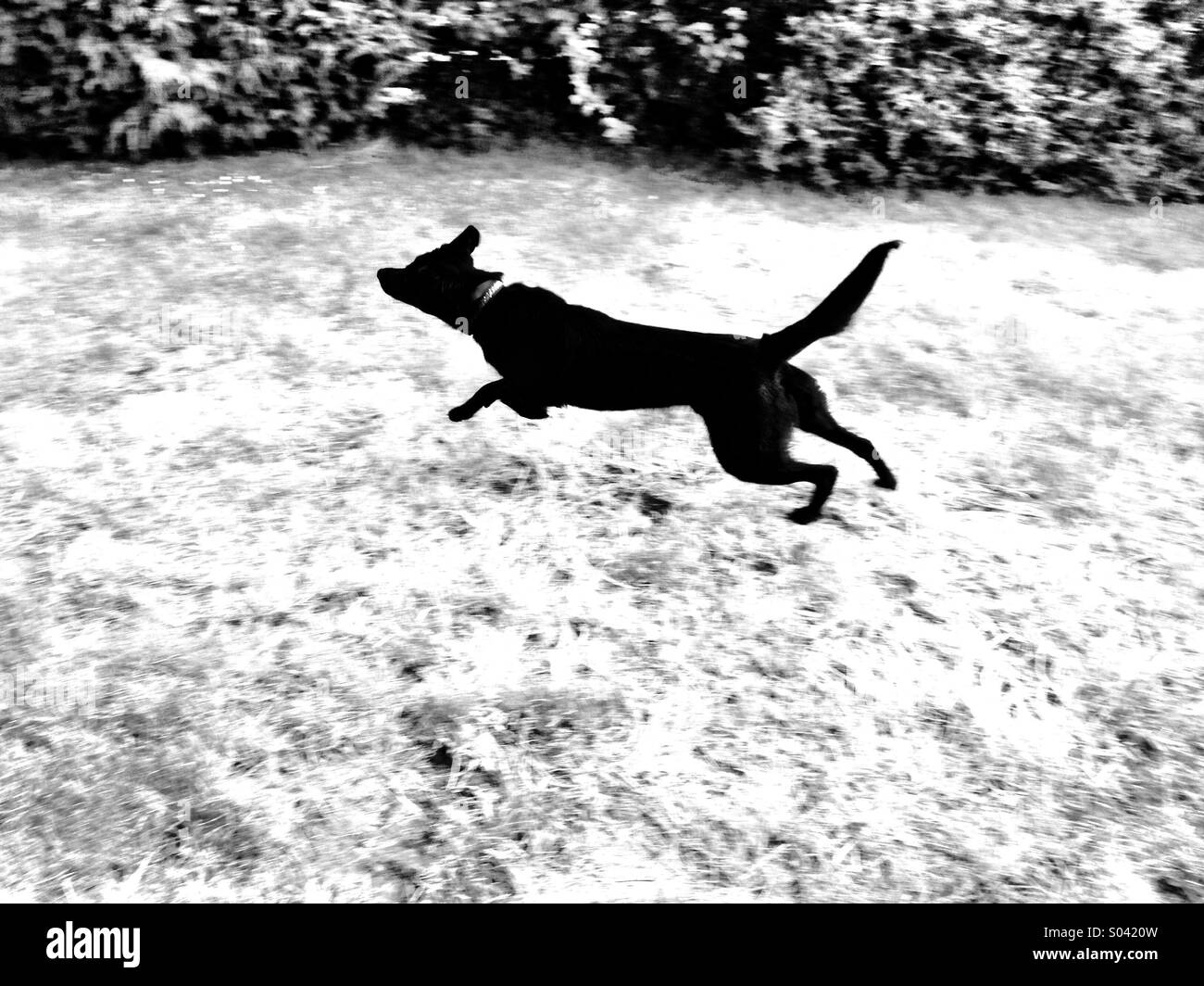Lo Speedster - Immagine stock catturata con smartphone