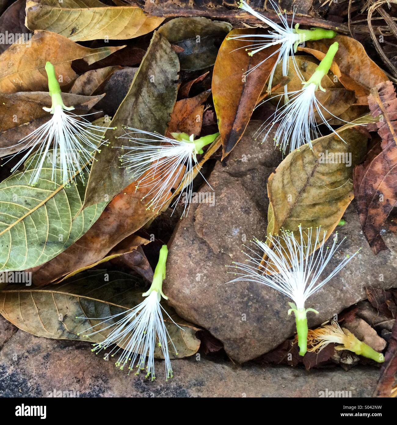 Guaba o gelato Bean, (Inga edulis ) Fiori caduto su foglie essiccate, Chaparri Riserva, Perù - Immagine stock catturata con smartphone