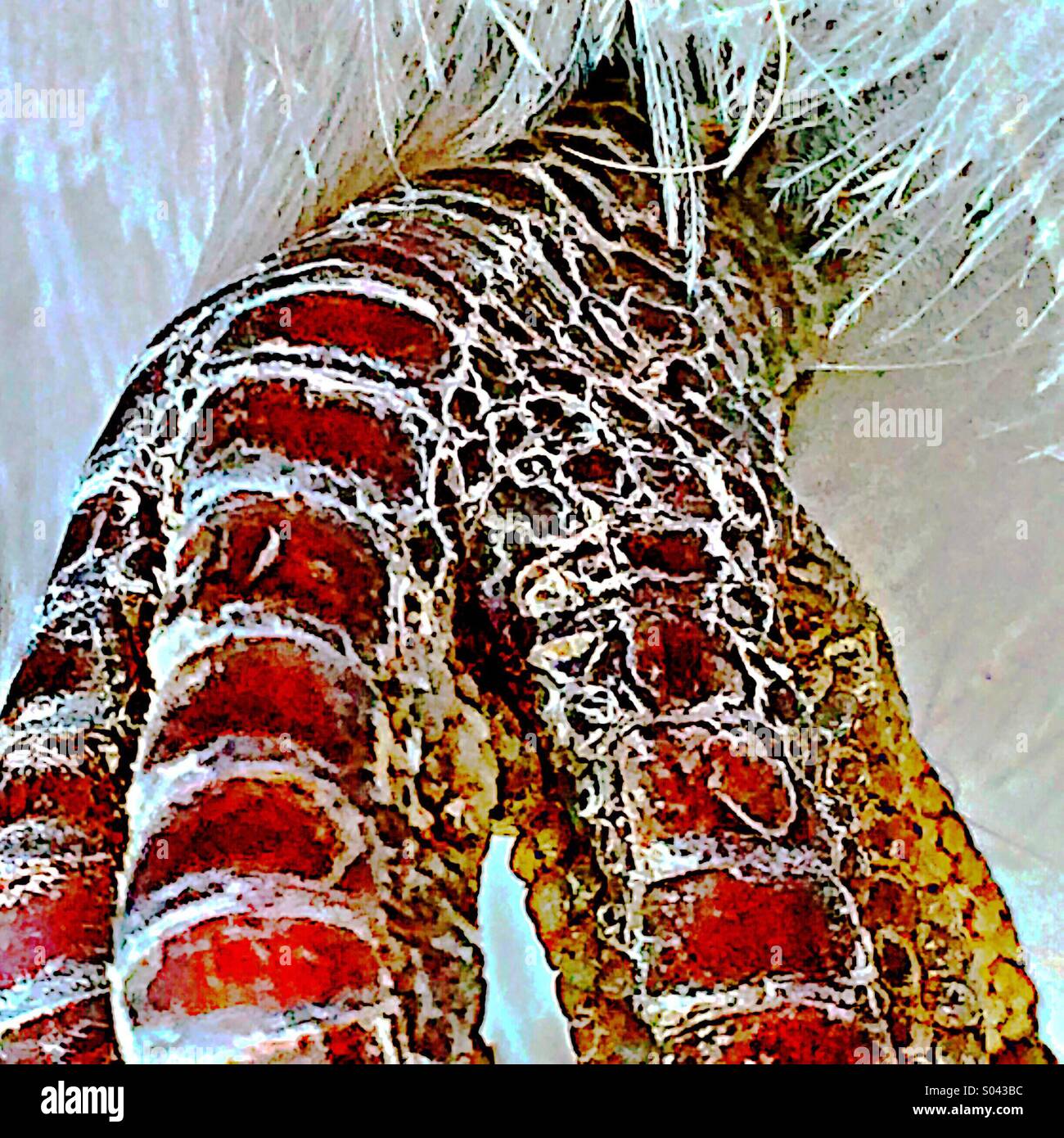 Artiglio piccione close up - Immagine stock catturata con smartphone