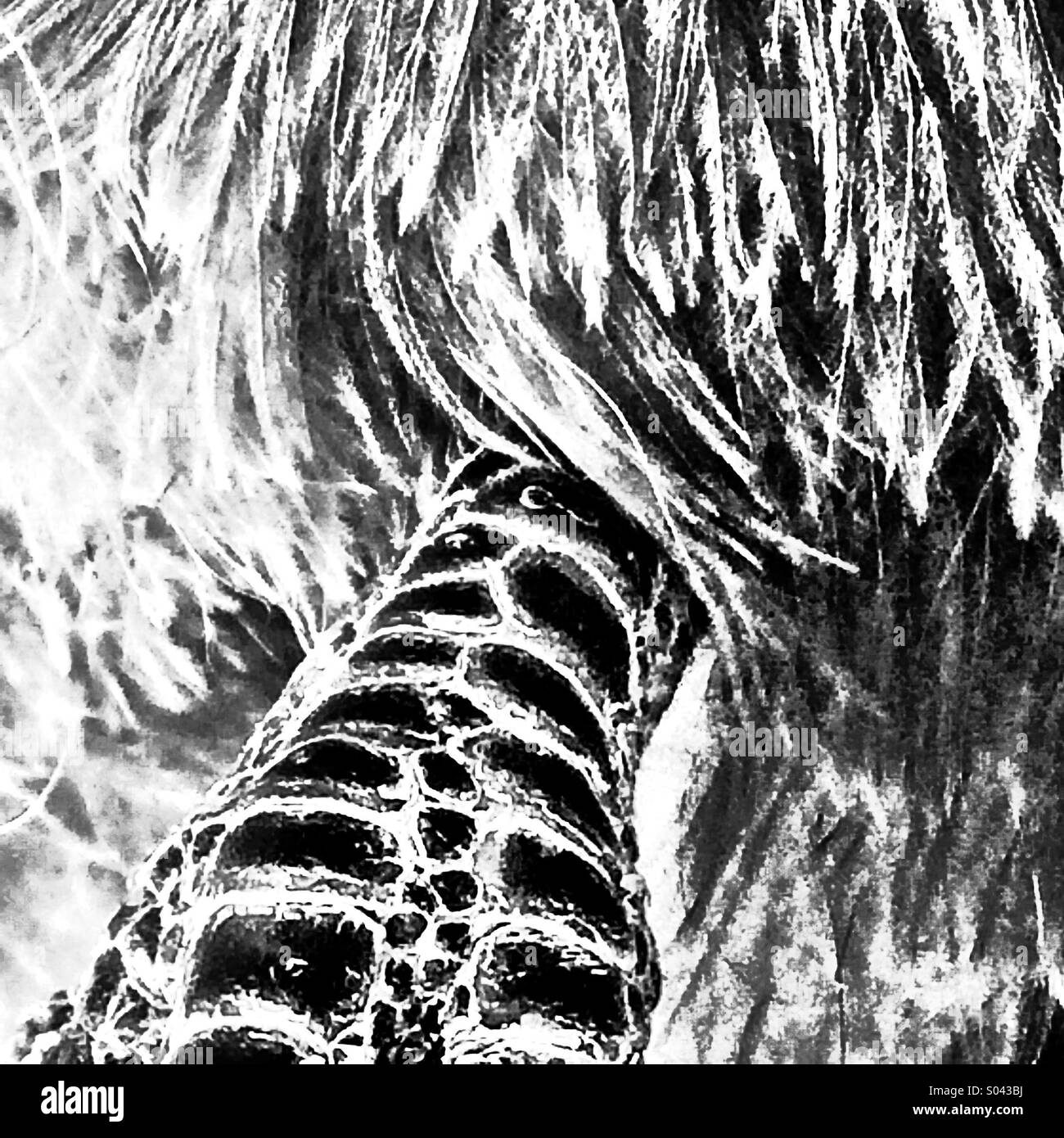 Artiglio di piccione e piume close up - Immagine stock catturata con smartphone