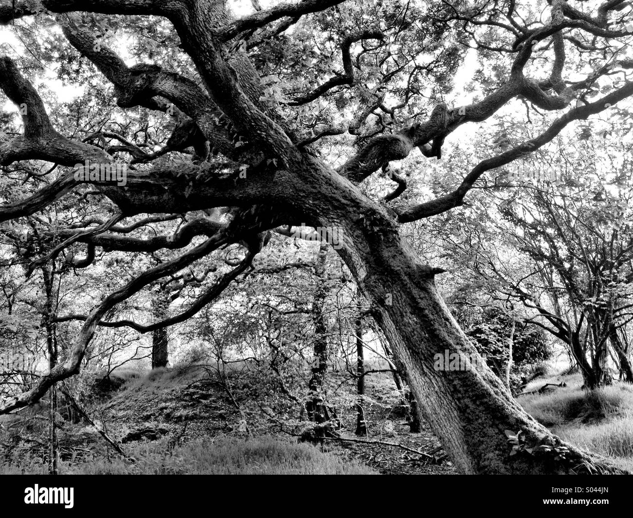 Antichi boschi oak - Immagine stock catturata con smartphone