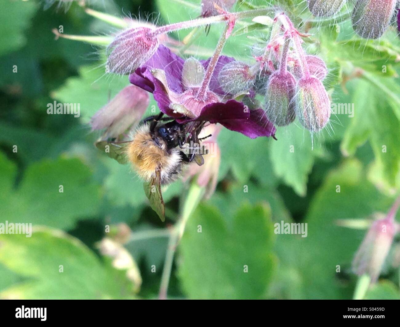 L'alimentazione delle api sul fiore giardino. Foto Stock