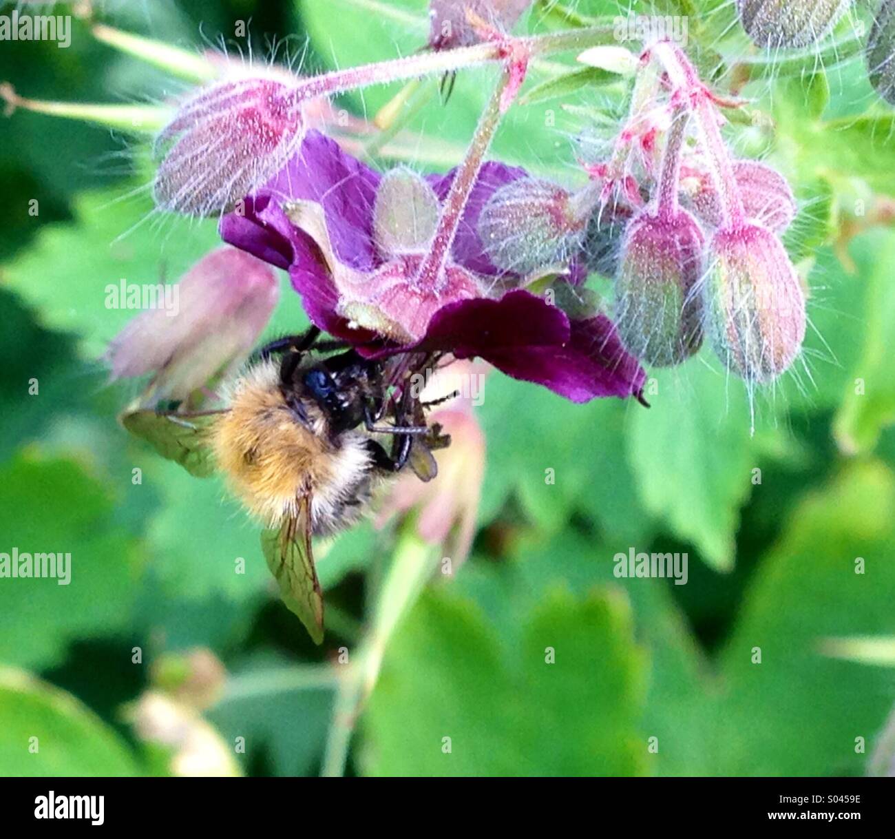L'alimentazione delle api sul fiore giardino. Foto Stock
