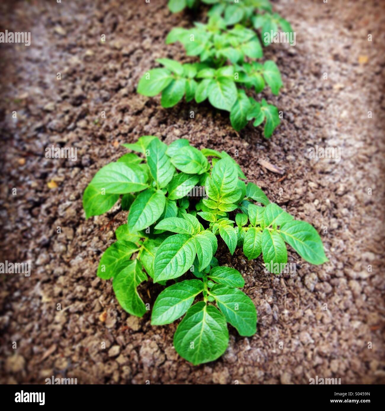 Maris Piper le piante di patata emergente dalla terra fertile. Foto Stock
