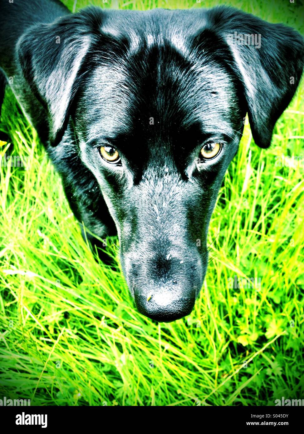 Alfie - Immagine stock catturata con smartphone