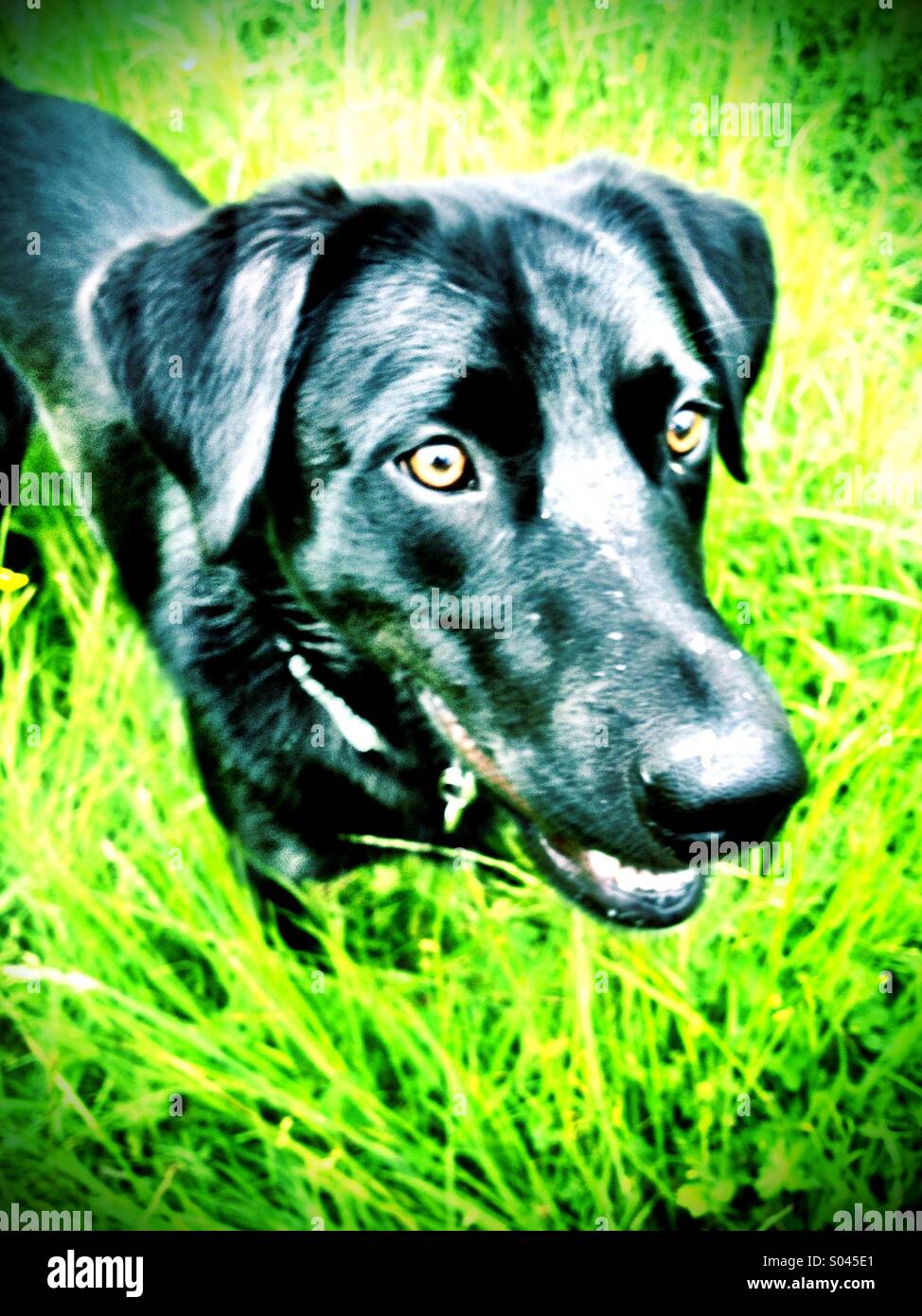 Alfie nel campo - Immagine stock catturata con smartphone