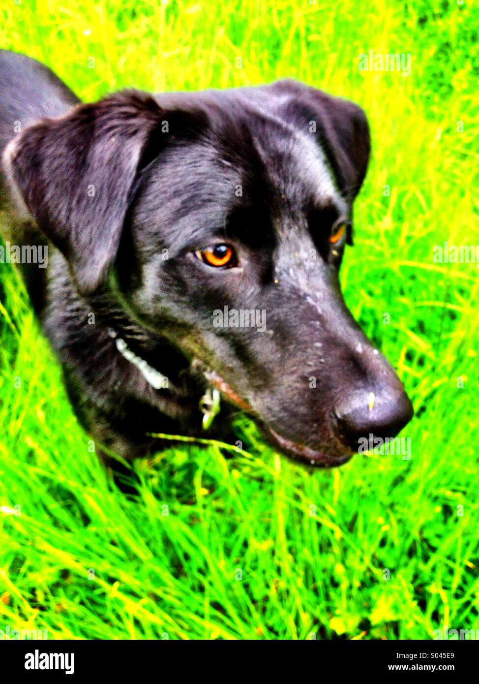 Espressione del cane - Immagine stock catturata con smartphone