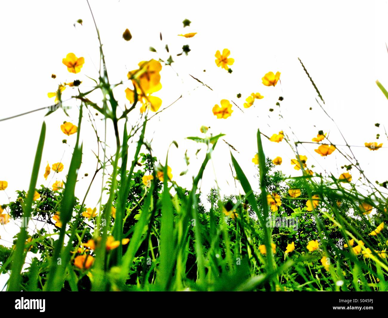 Campo della Margherita - Immagine stock catturata con smartphone