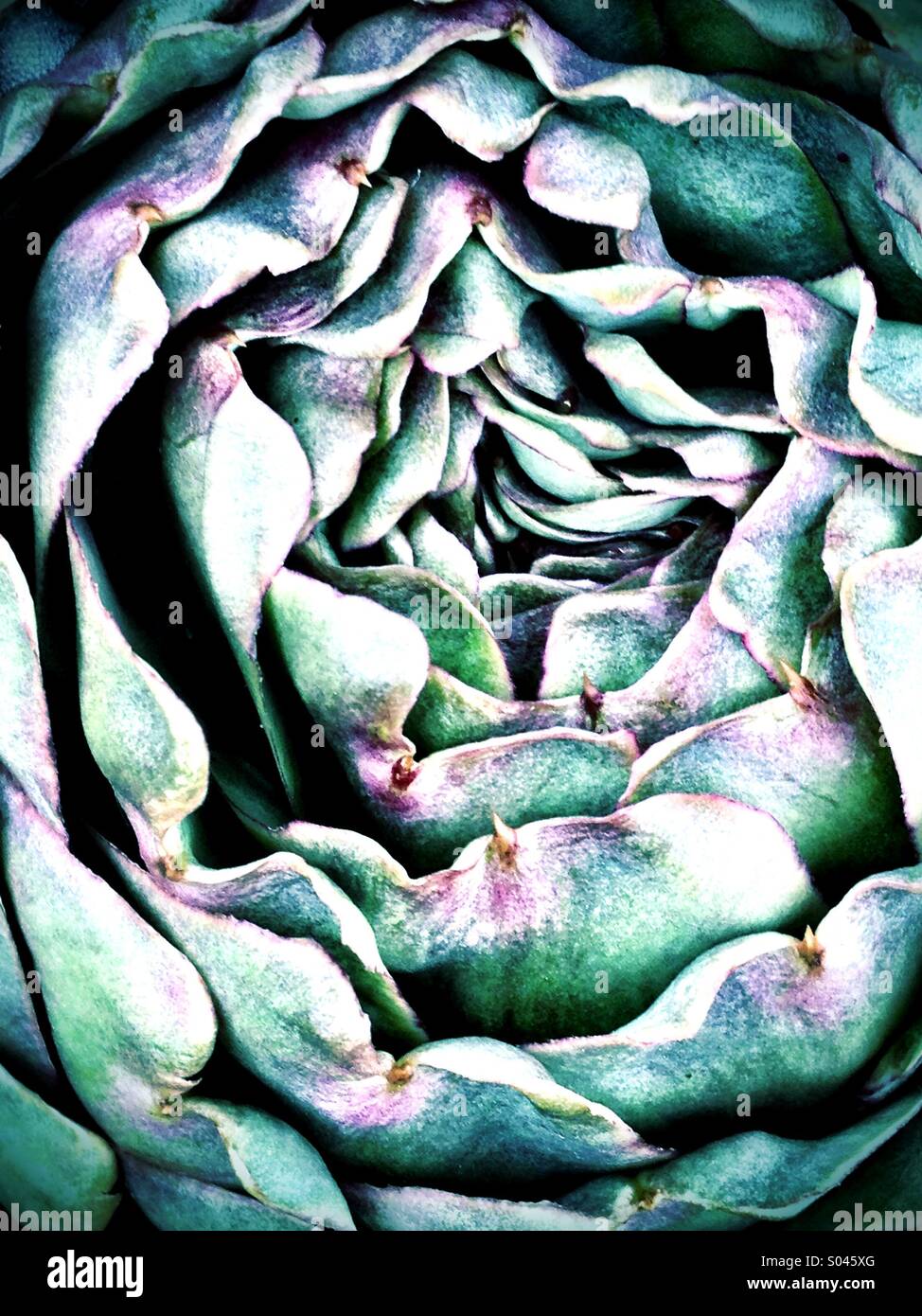 Modello di carciofo - Immagine stock catturata con smartphone