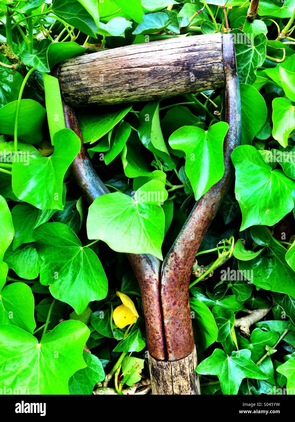 Vanga da giardino - Immagine stock catturata con smartphone