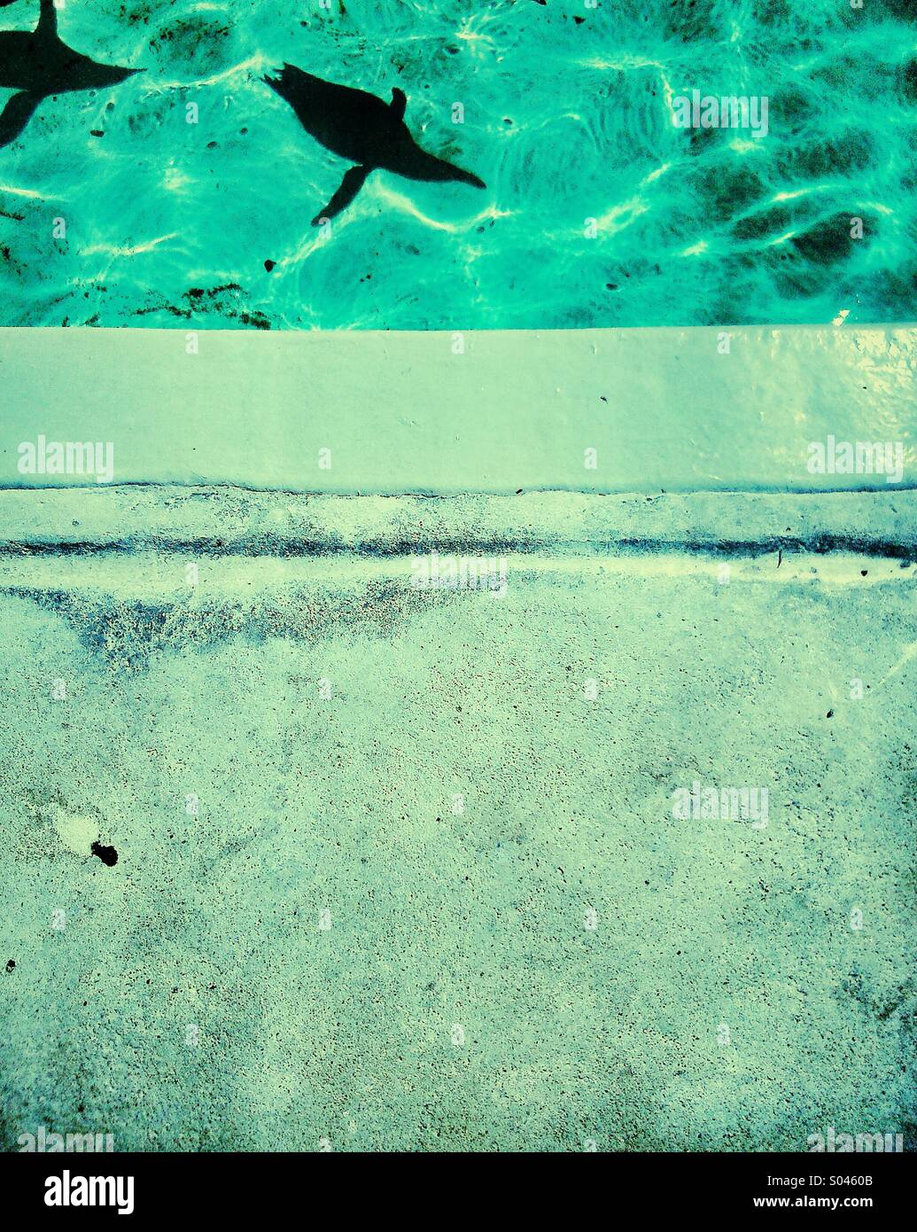 Le ombre dei due pinguini di nuoto in piscina Foto Stock