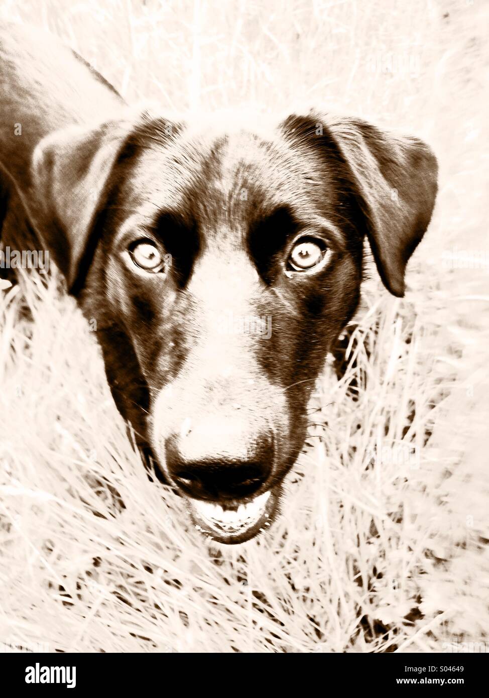 Cane - Immagine stock catturata con smartphone