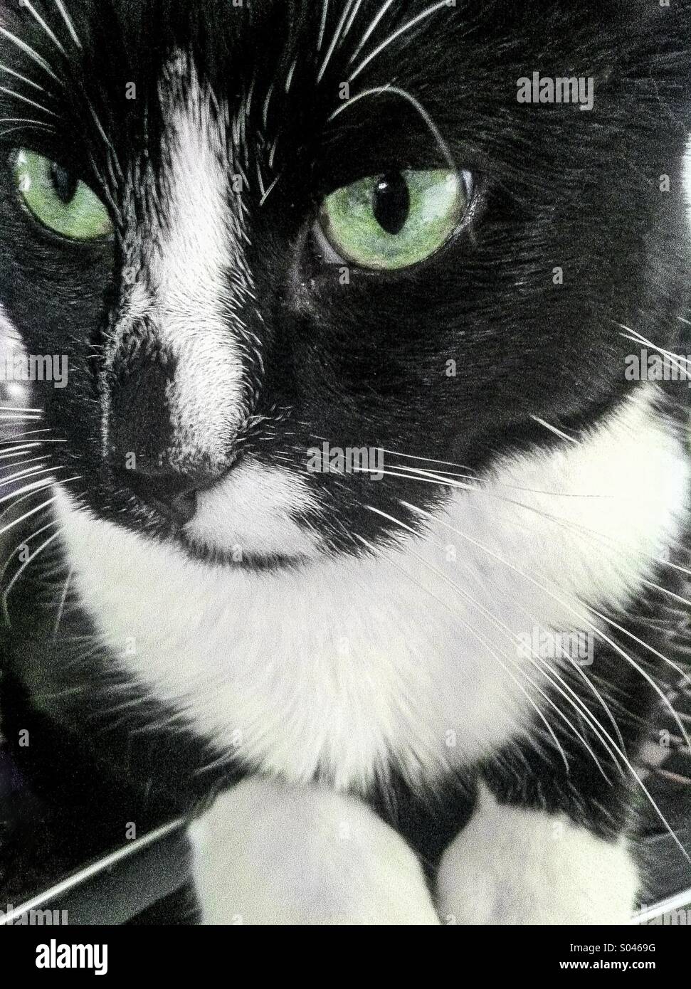 Chiuda il gatto Foto Stock