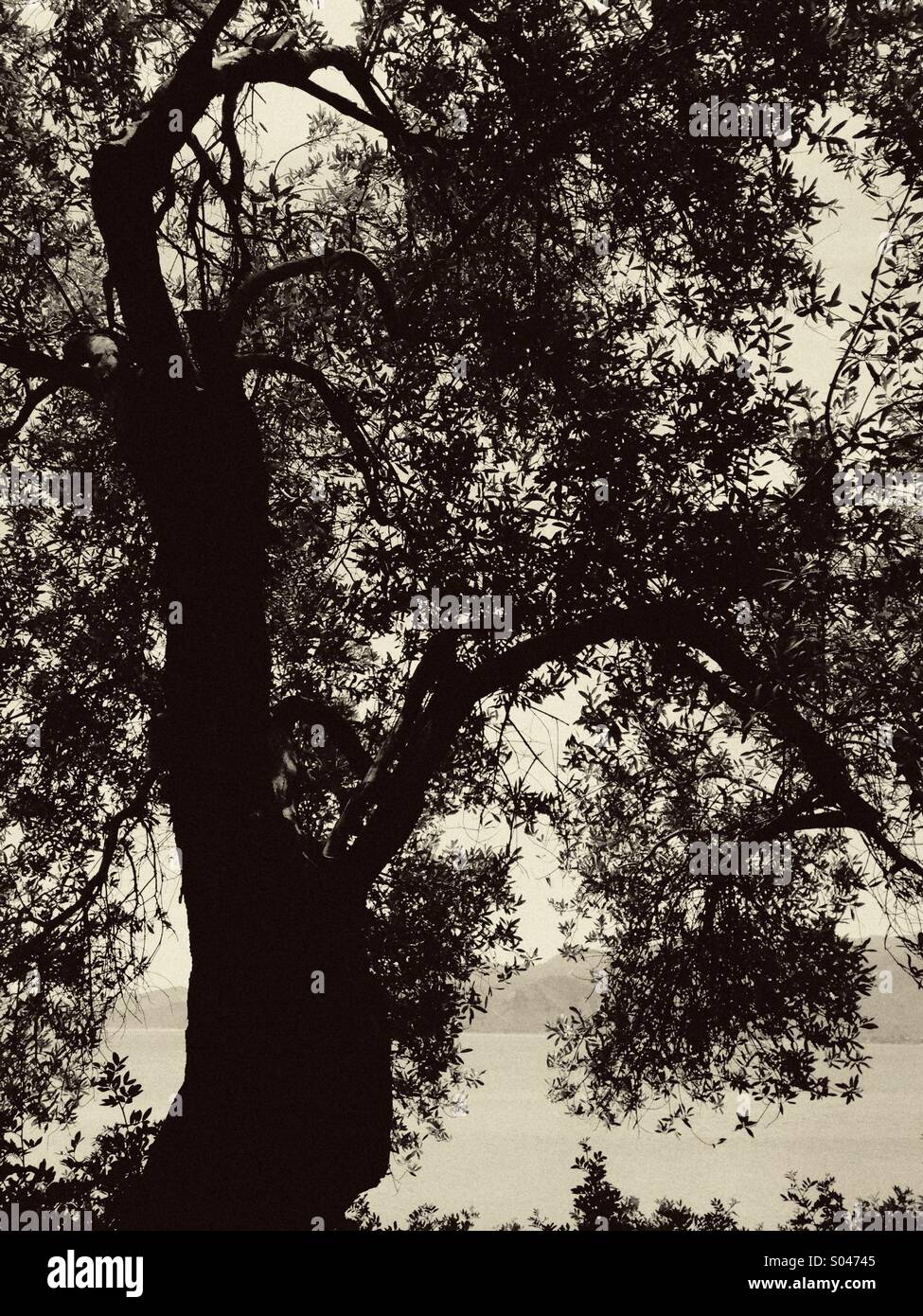 Silhouette di un albero di olivo Foto Stock