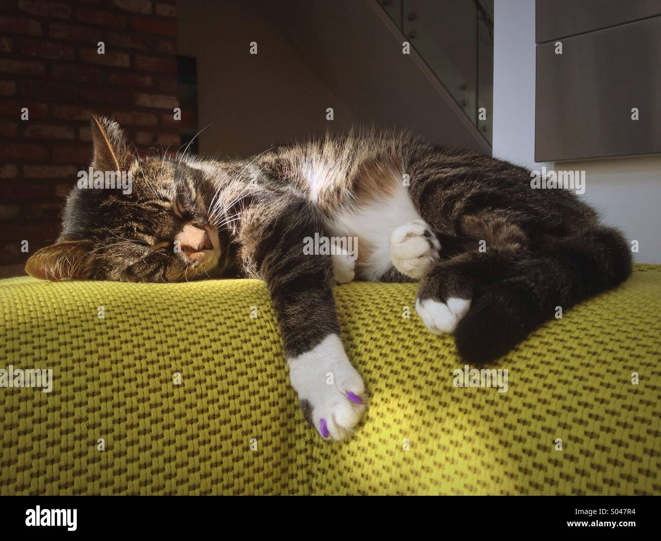 Cute cat dormire su high end divano in casa moderna in sun. Foto Stock