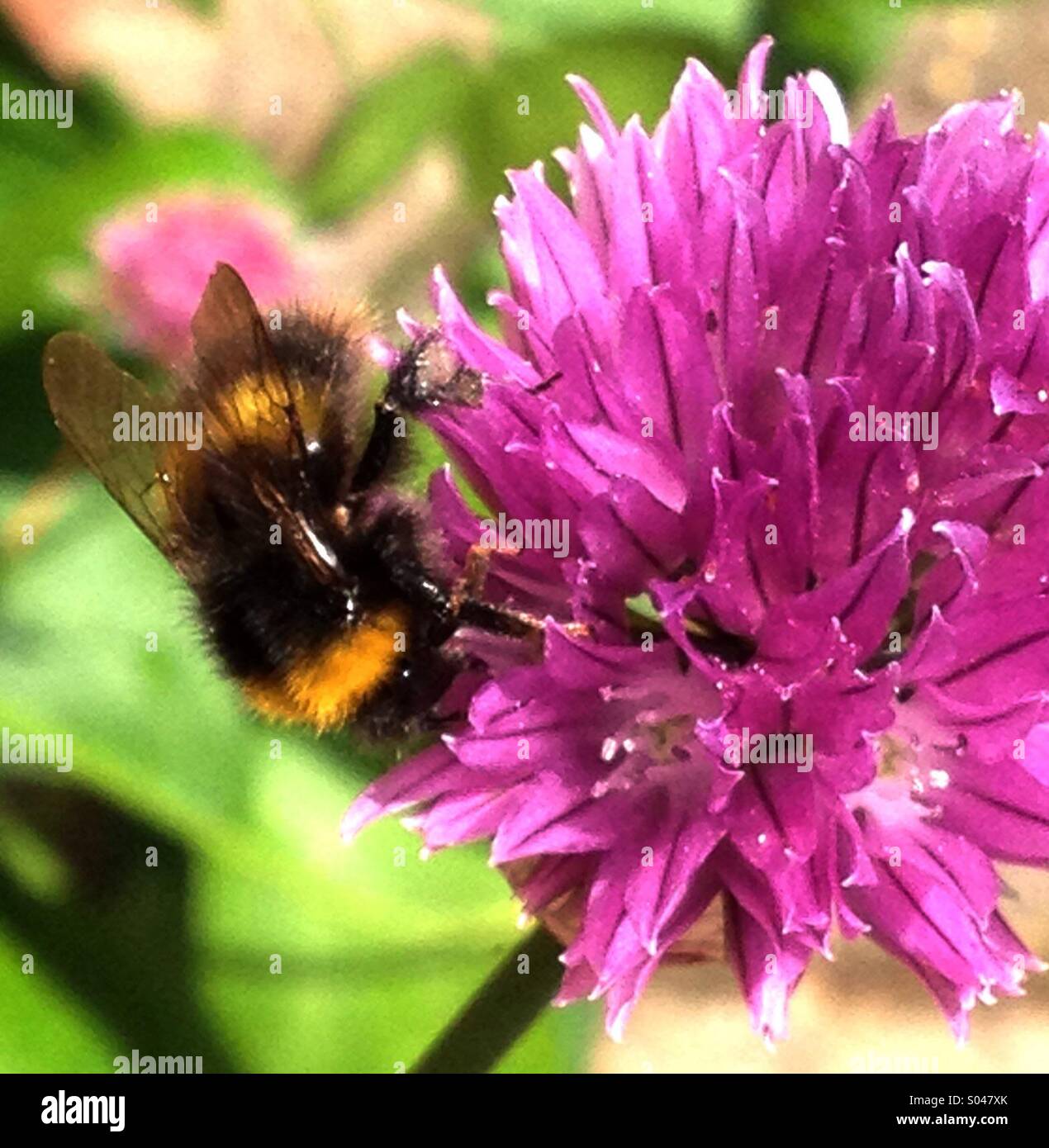 Il miele delle api sul fiore di erba cipollina - Immagine stock catturata con smartphone
