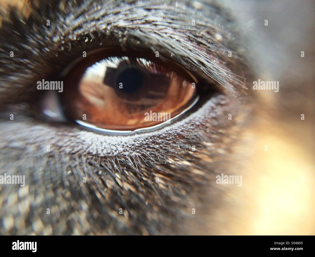 Macro di un marrone eyed dog Foto Stock