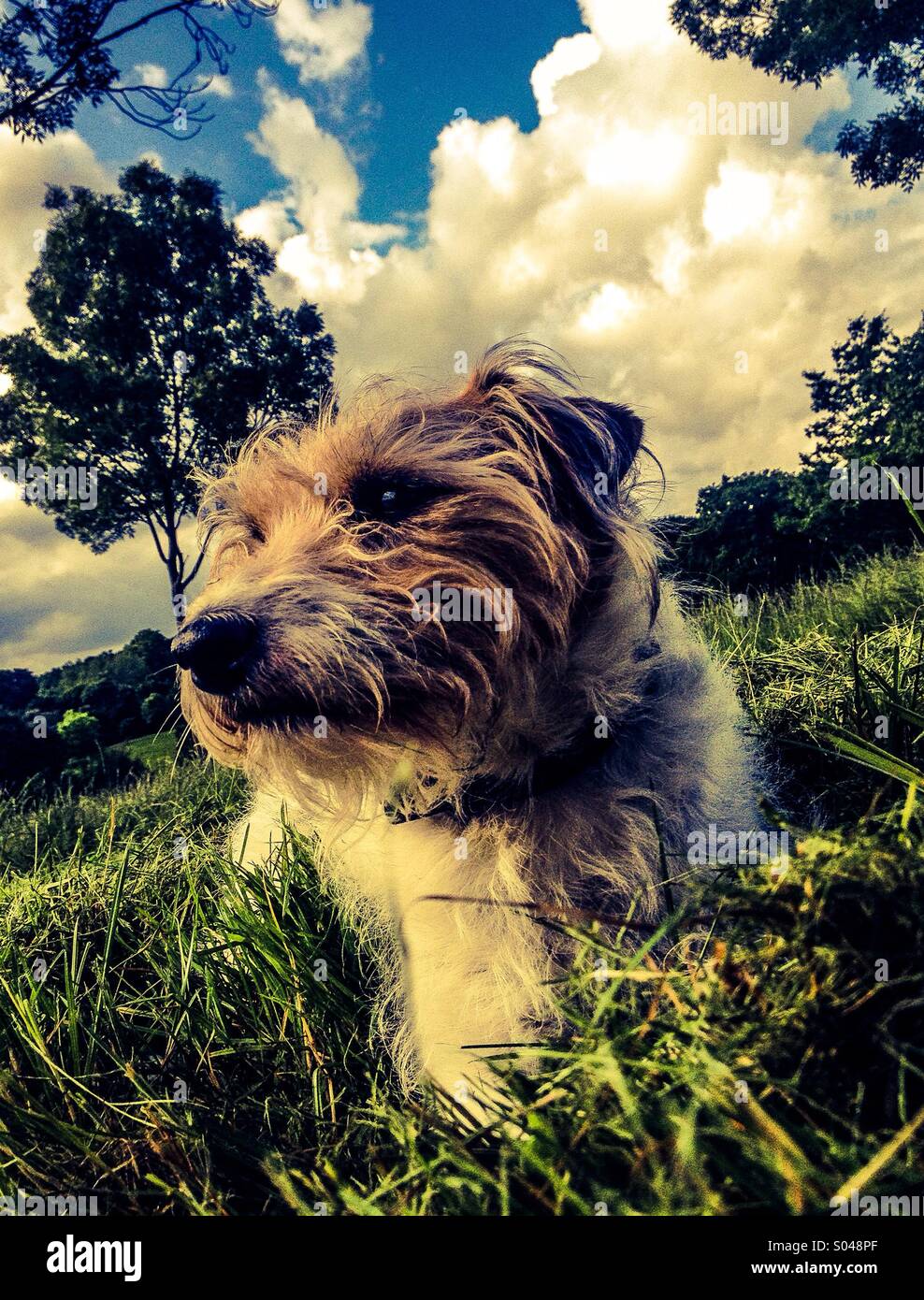 Cane sdraiati sull'erba su un comune con alberi e nuvoloso cielo blu in background Foto Stock