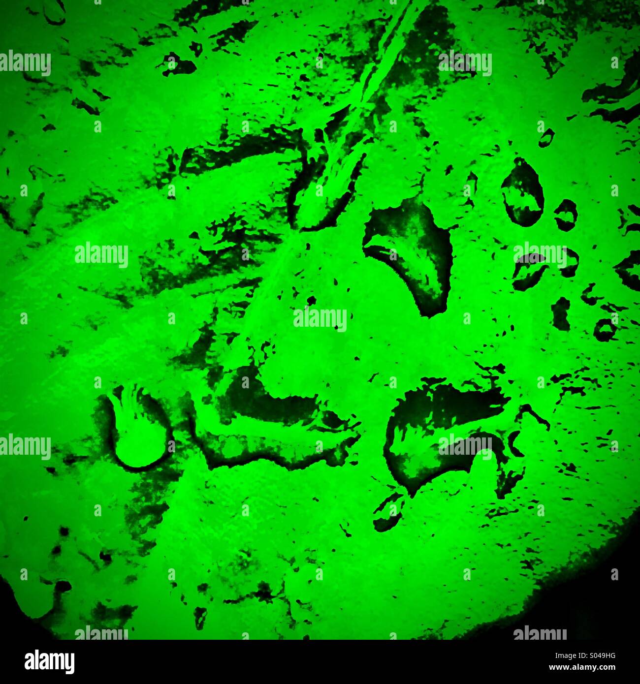 Gocce di pioggia sulla foglia verde - Immagine stock catturata con smartphone