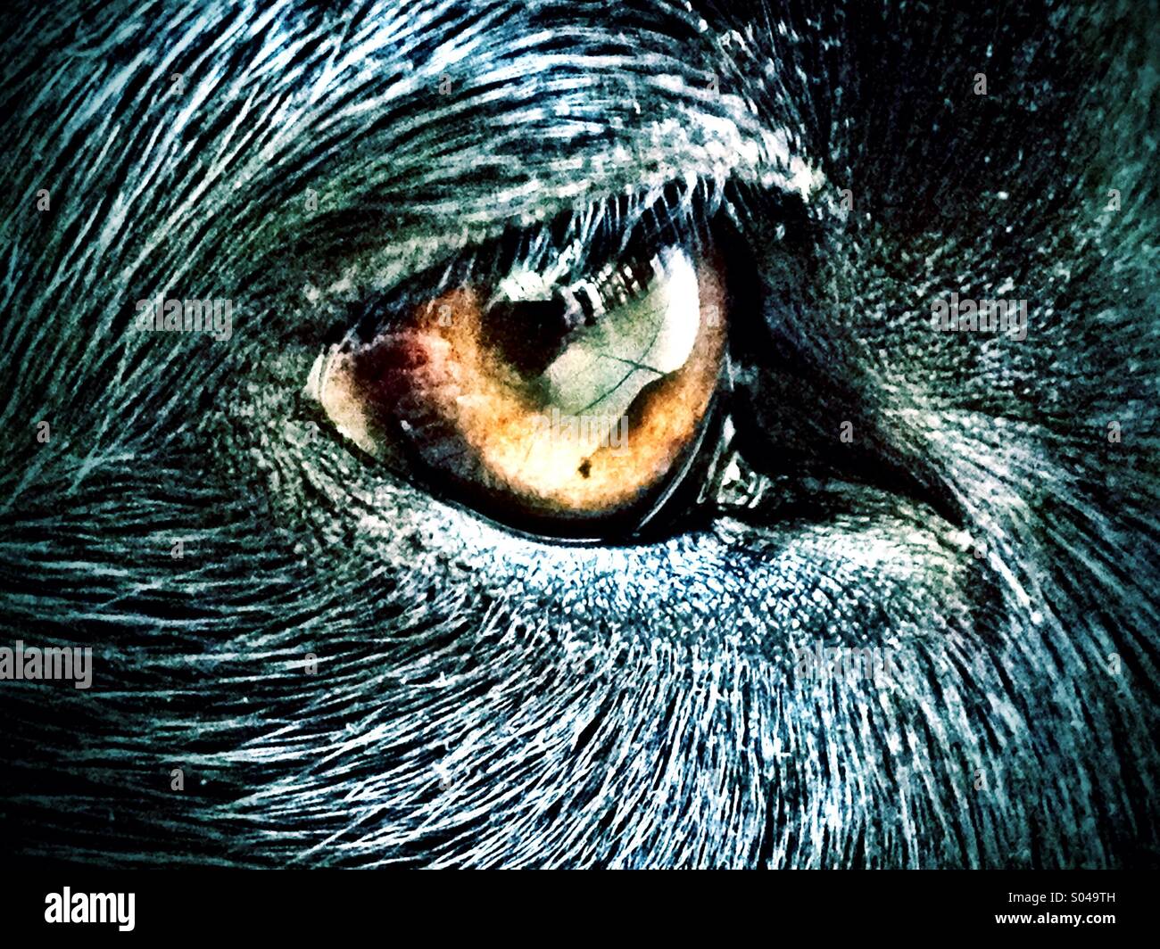 Cane nero occhio destro - Immagine stock catturata con smartphone