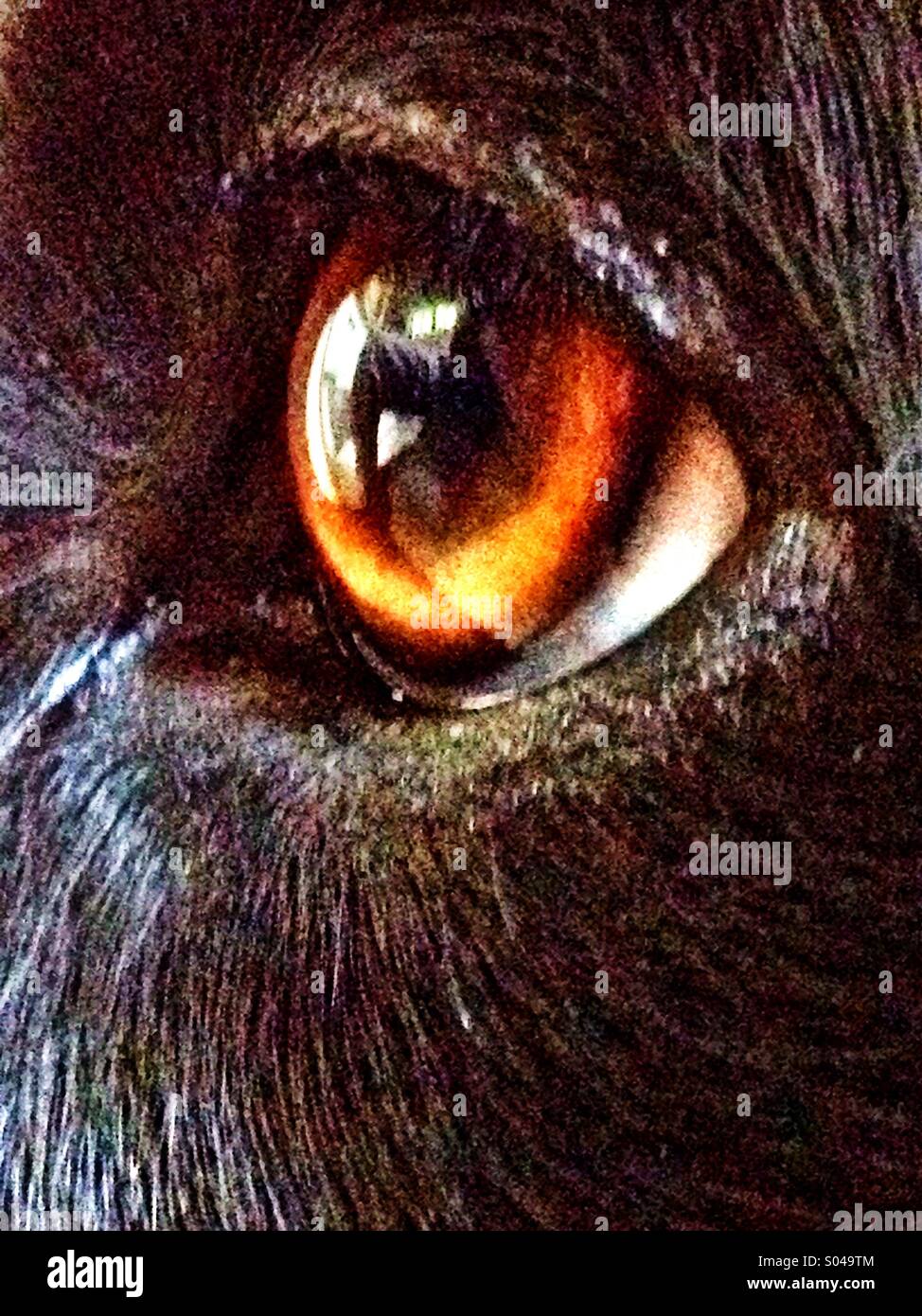 Occhio di cani - Immagine stock catturata con smartphone