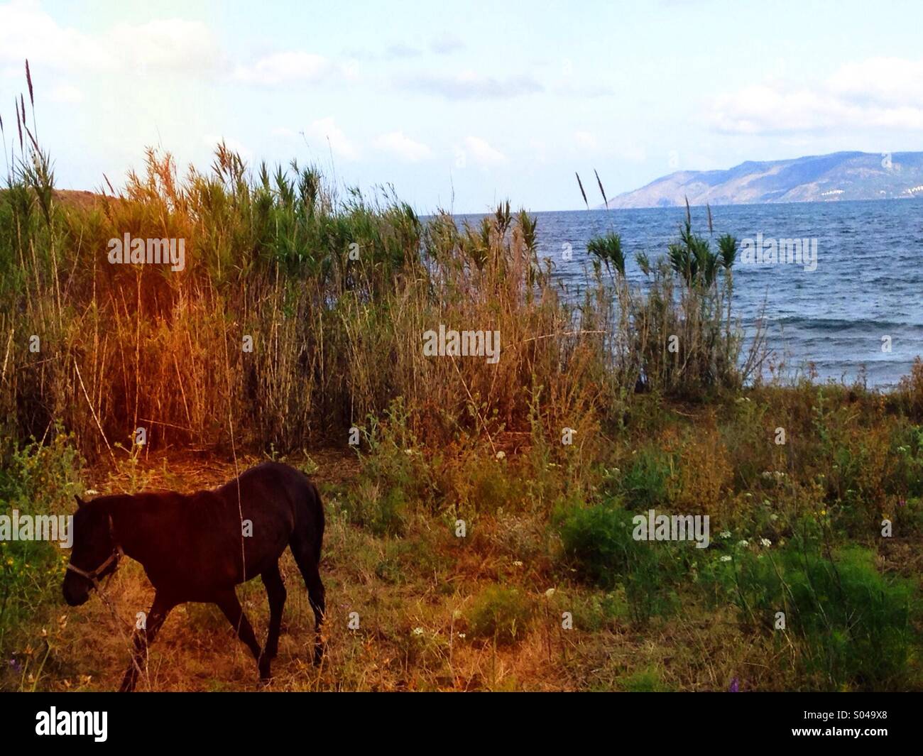 Cavallo al pascolo in un campo in riva al mare Foto Stock