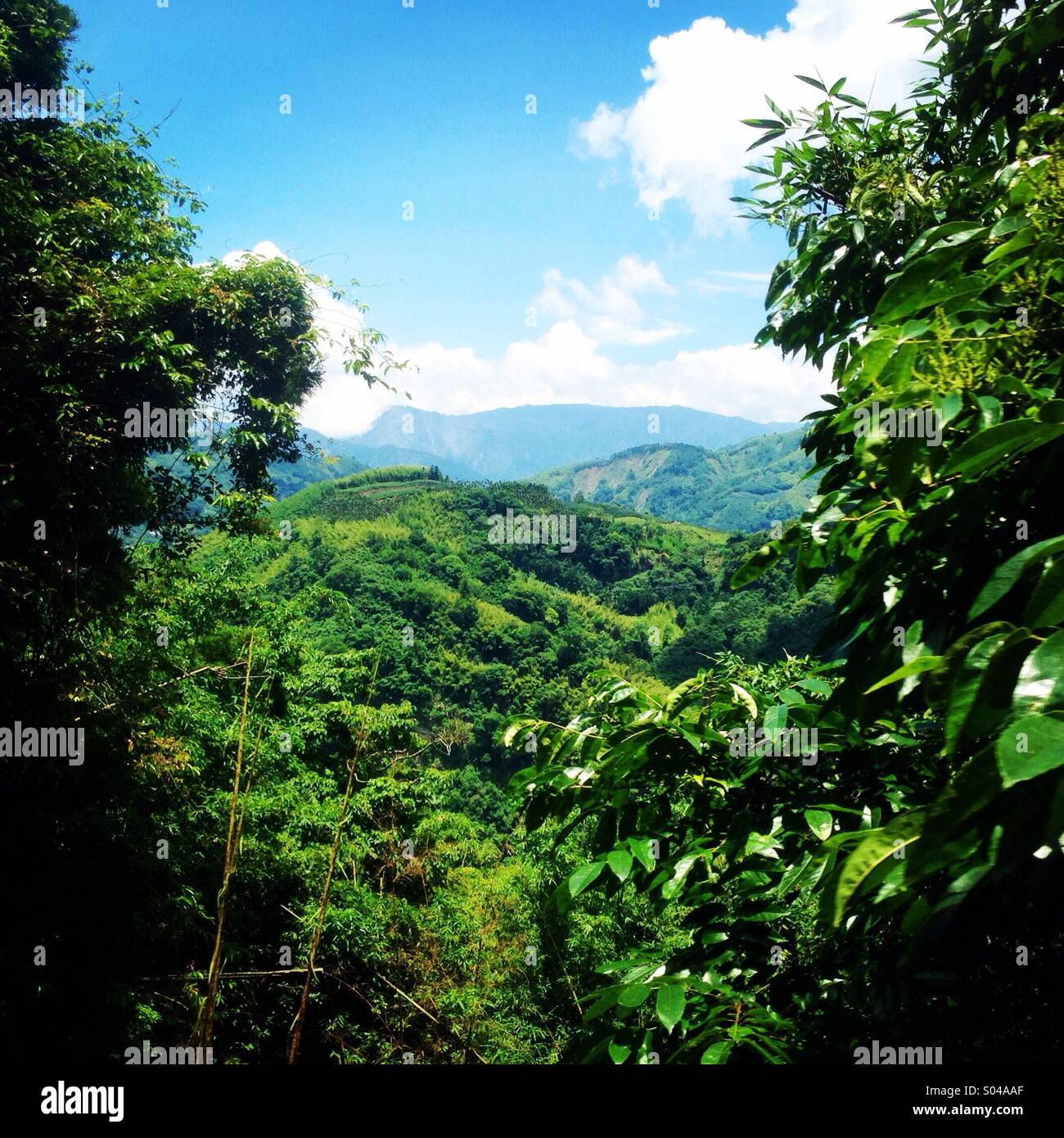 Vista attraverso il fitto fogliame verso montagne distanti da Mt. Ali, a Taiwan. Foto Stock