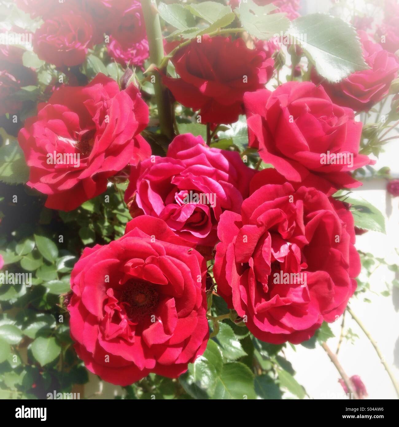 Rose rosse Foto Stock