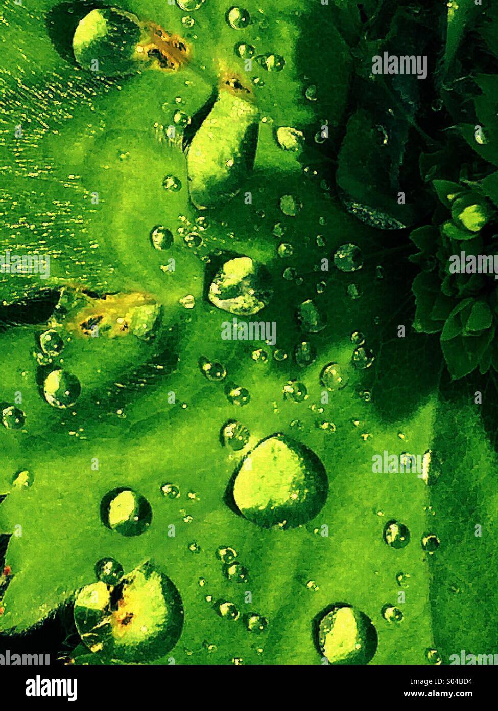 Gocce di pioggia sulla pianta verde foglia - Immagine stock catturata con smartphone