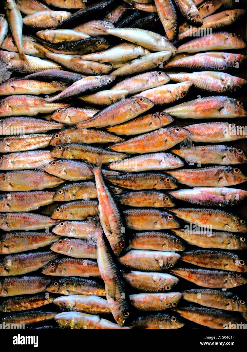 Pesce fresco in vendita Foto Stock