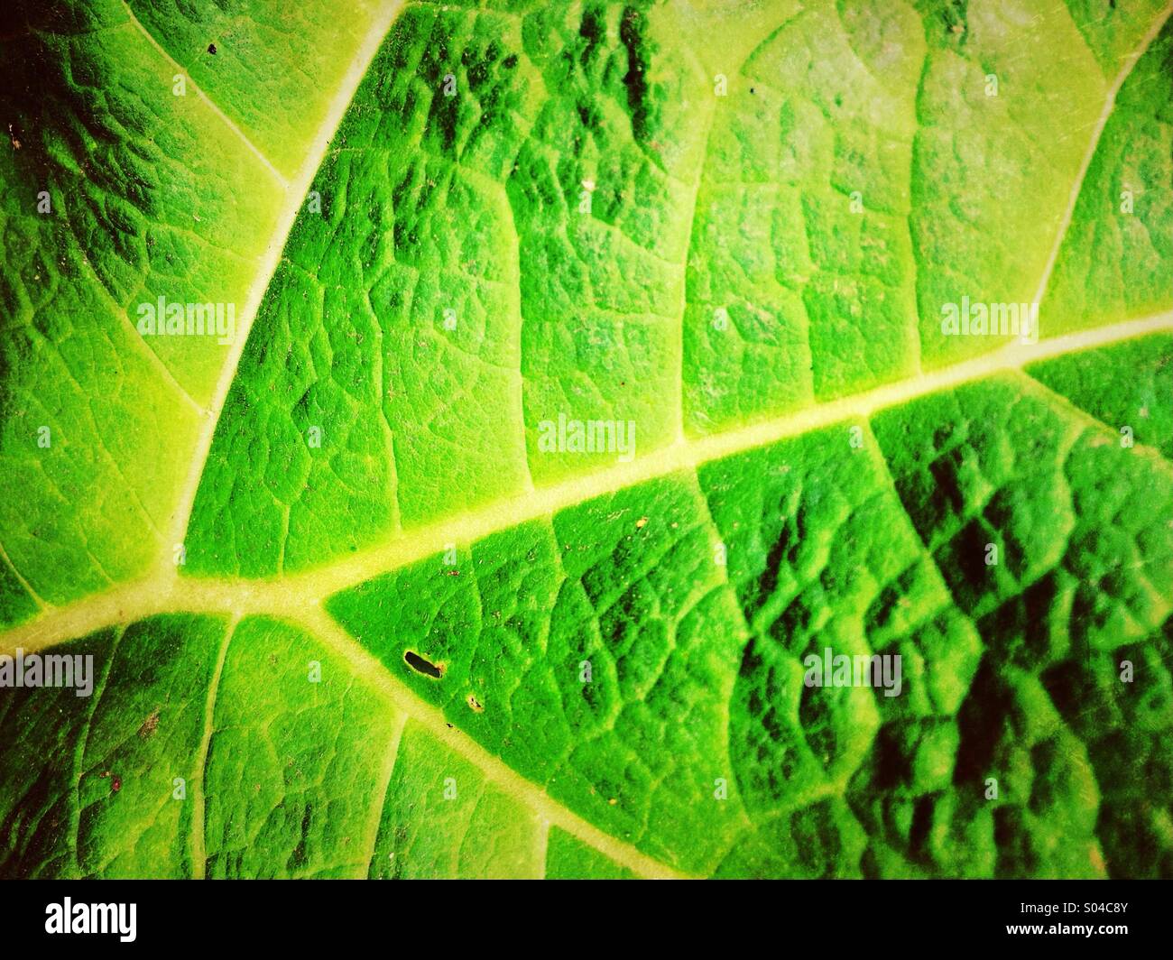 Dettaglio della foglia Foto Stock